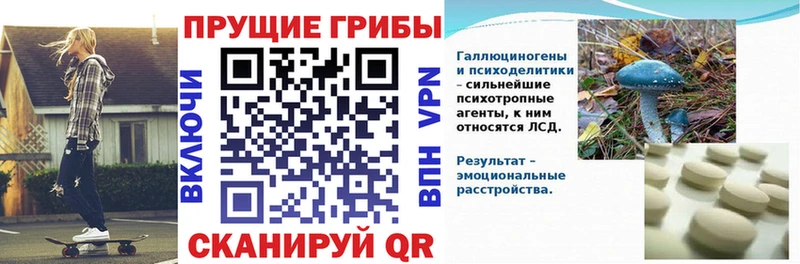 Купить  Олонец  Галлюциногенные грибы прущие грибы 